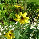 Coreopsis tripteris fleur